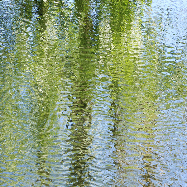 By early June the alder are not quite in full leaf and gaps in the canopy still allow light through to the river.  A light breeze stipples the water blue from the sky and green from the bankside.  Dark shadows drop from the trunks to complete a piece of natural impressionism.